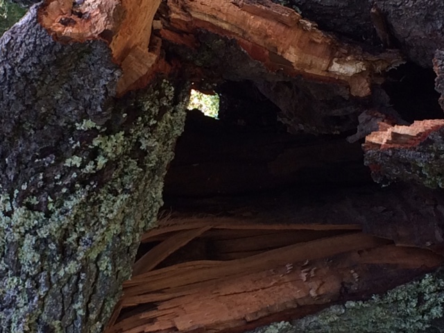 Hollow Tree_0501